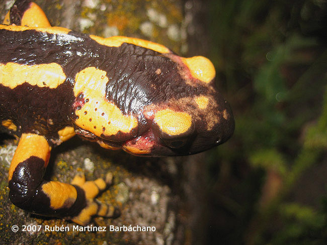 Salamandra salamandra fastuosa/bejarae